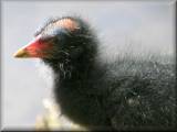 Young Moorhen