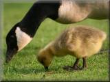 Canada Goose and Gosling