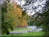 Autumn Images in Birchwood - click for larger picture