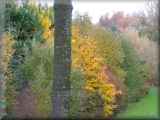 Autumn Images in Birchwood - click for larger picture