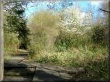 Birchwood's Walled Garden.