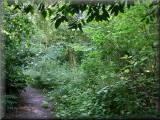 Birchwood's Walled Garden.